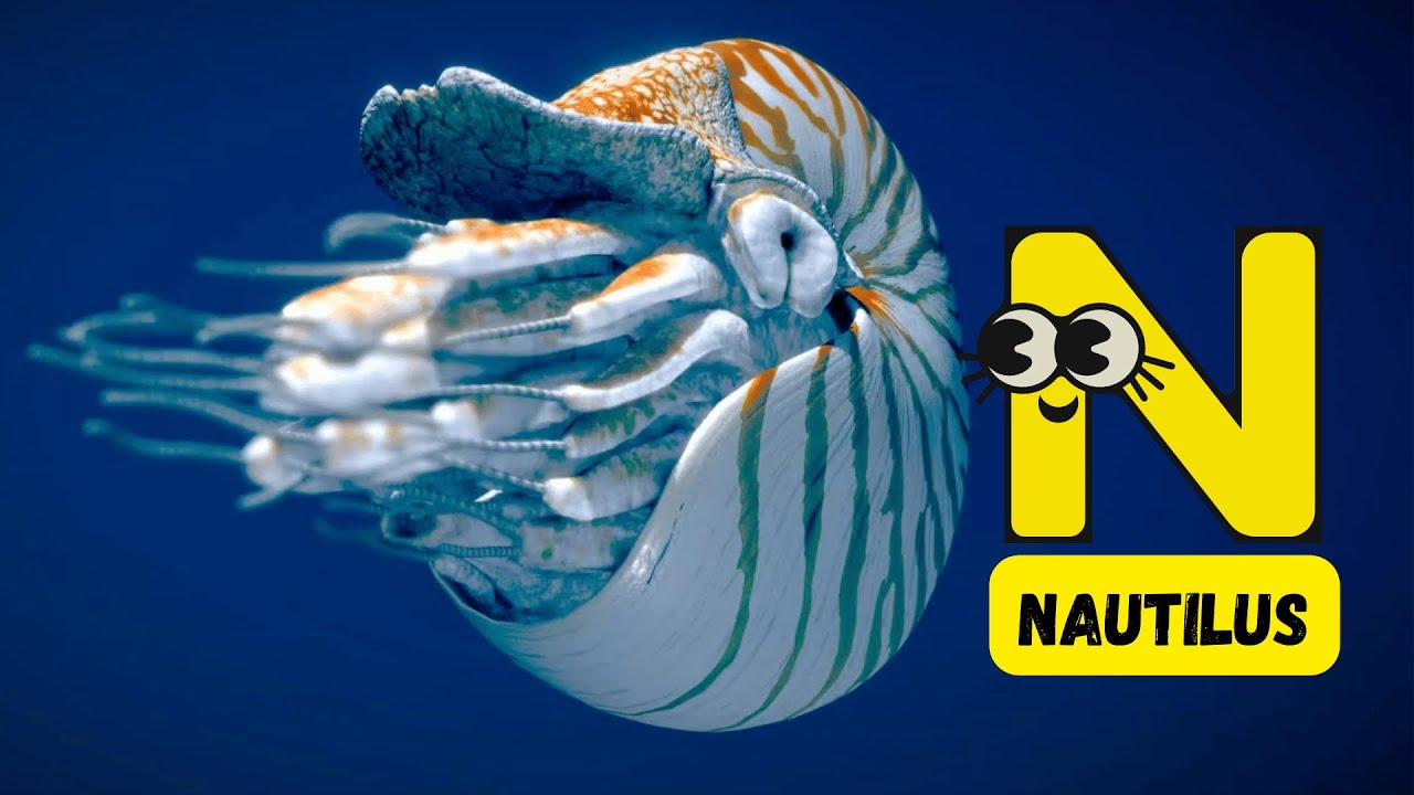 ABC Ocean Animals | A to Z Learning Adventure with Sea Creatures | Fun Educational Video for Kids