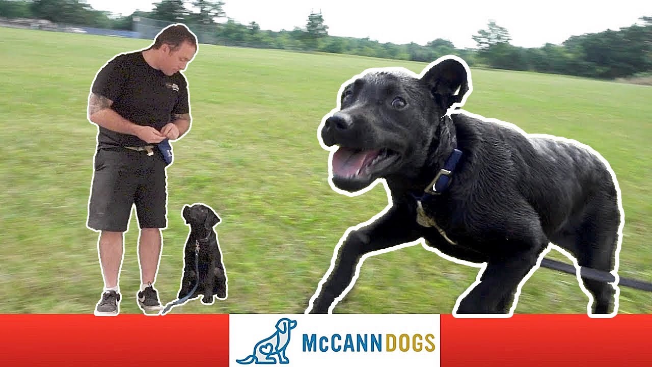 Black Lab Puppy Training- Sit At My Side