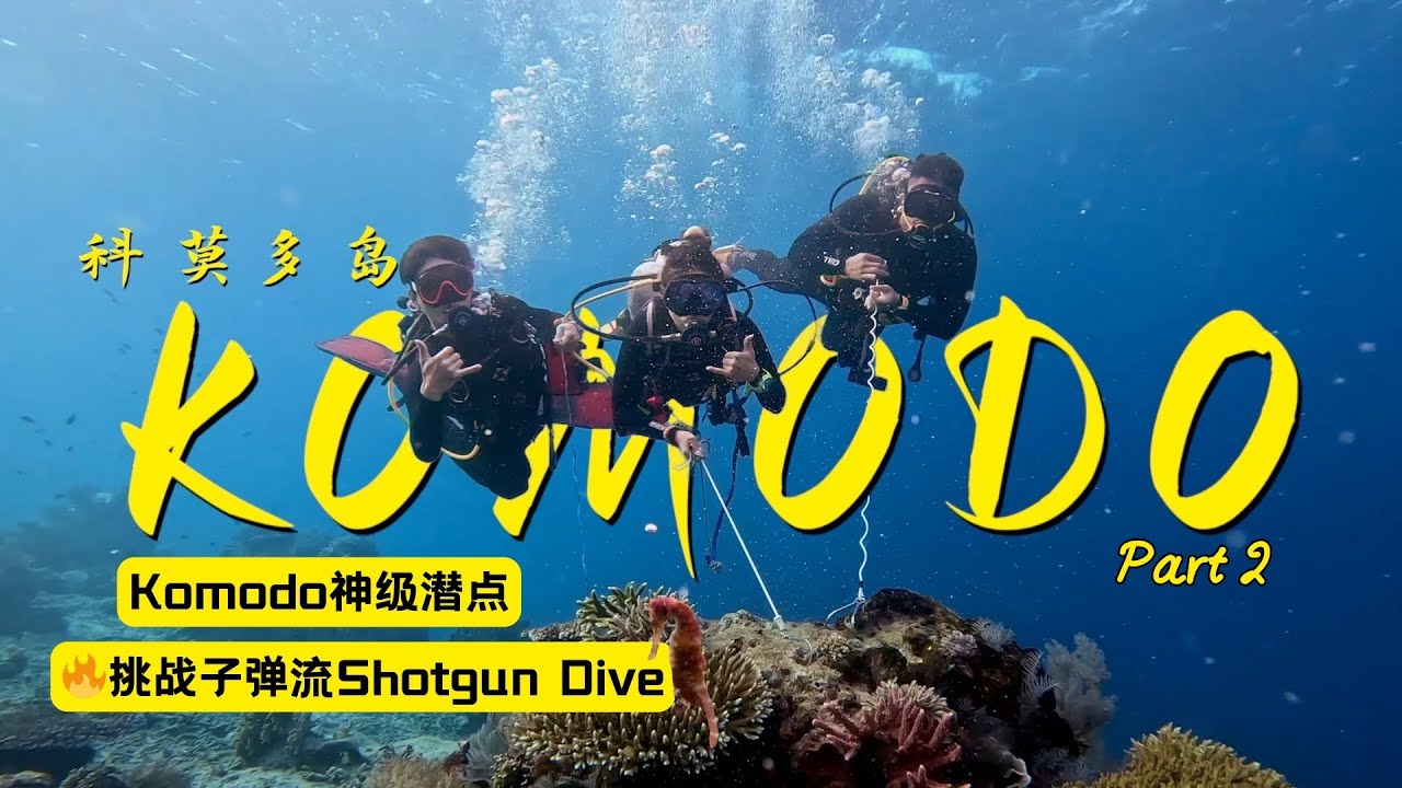 💨 Komodo神级潜点Shotgun｜超刺激子弹流+夜潜神奇生物大集合！