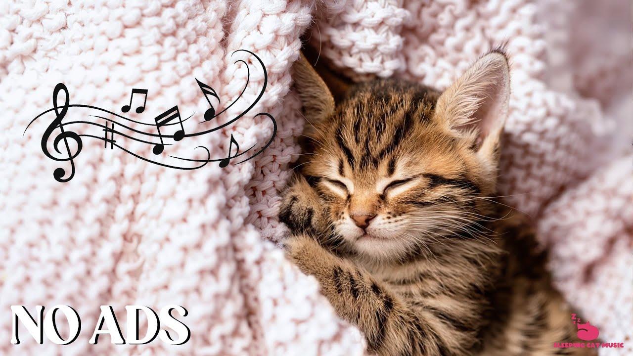 12 Hours Of Cat Music 🐈 Cat Sleep Music To Stay Stress-Free 🎵 Calming Music for Anxious Cats