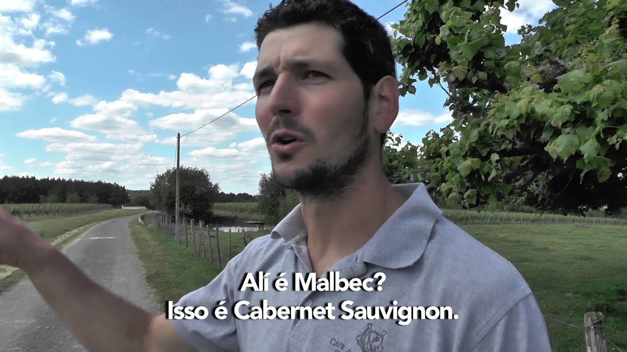 Gado Raça Bazadaise - Entre os vinhedos de Bordeaux