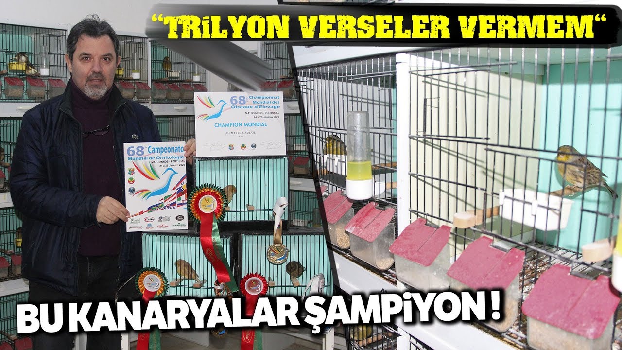 Bu Doktor Şampiyon Kanaryalar Yetiştiriyor