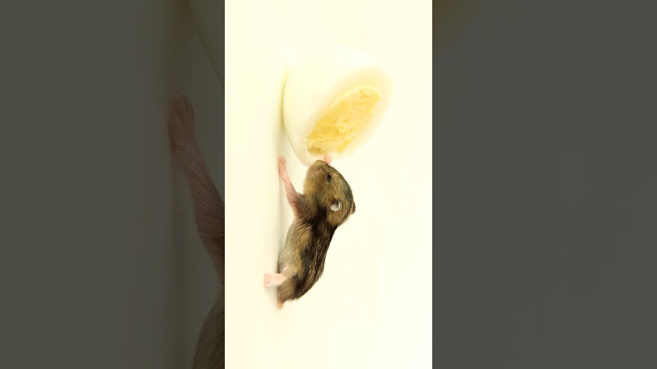 Baby Hamster tasted egg for 1st Time 🐹