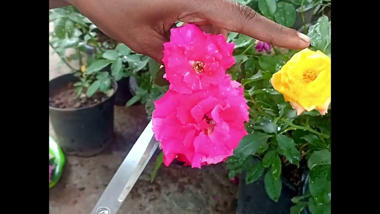 Colourful Rose's plucking#flowers#garden#home#rose 