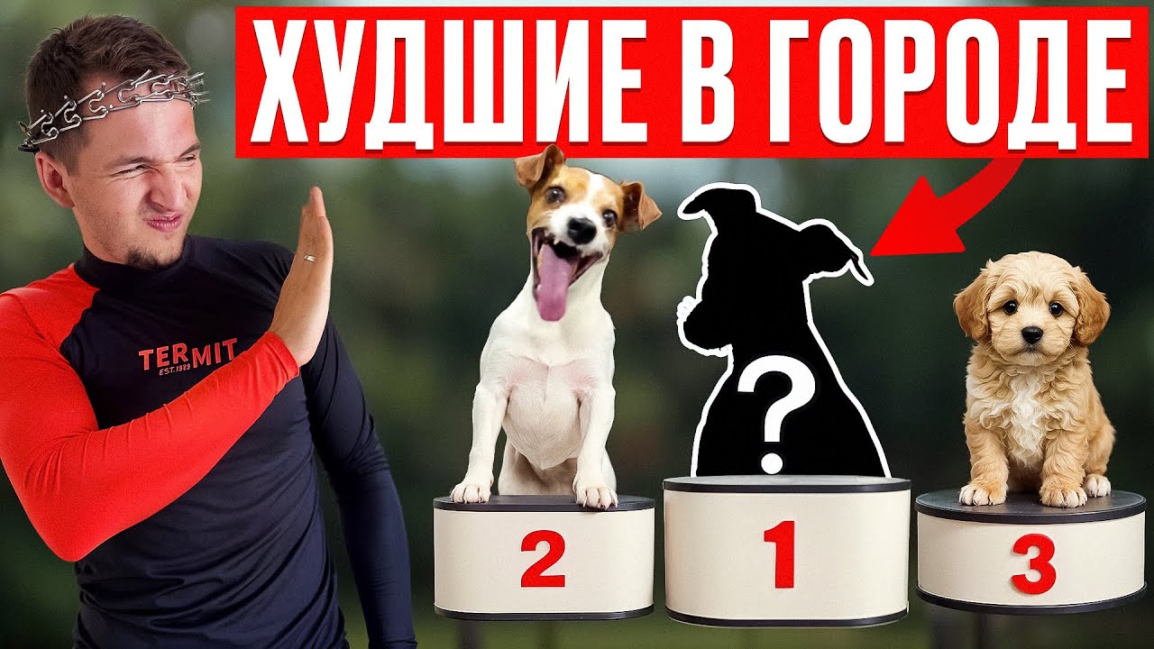 5 худших пород для города | Мнение кинолога