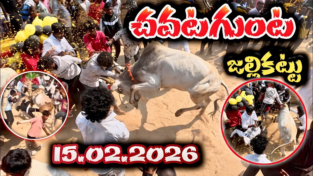 చవటగుంట పశువుల పండగ 🔥 15.02.2026 🔥Chavatagunta jallikattu full video 