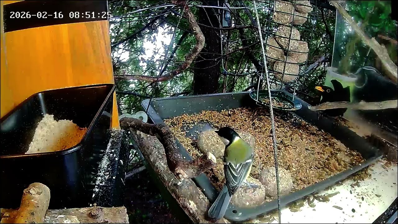Früh ist an der Nuss-Tanke viel los, es regnet 🌧 weiter (16.02.2026)