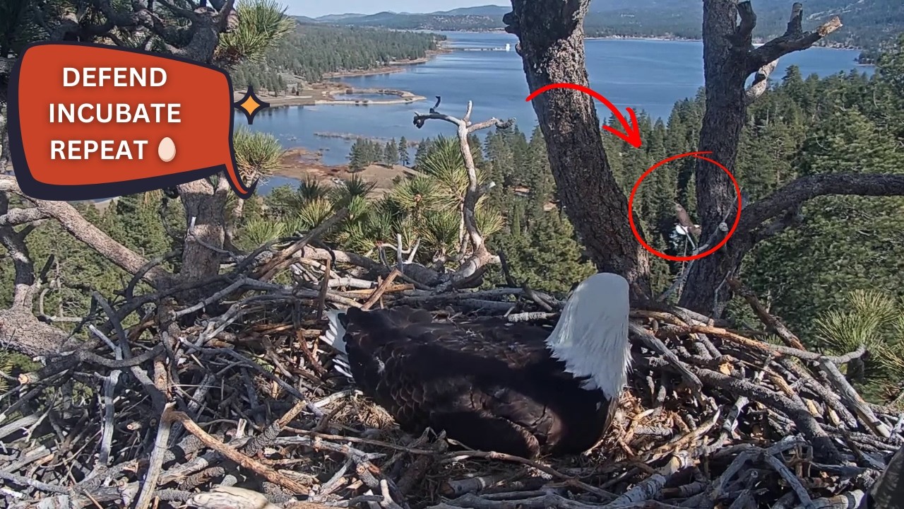 Jackie Defends the Nest While She & Shadow Take Turns on the Eggs All Day 💛😤 | FOBBV 2026