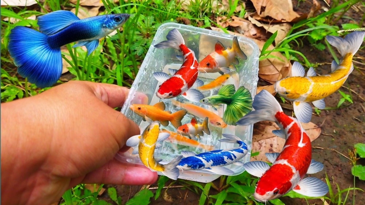 Catch beautiful aquarium fish in small pond koi fish, baby turtles, eels, pencil Fish, Guppy fish