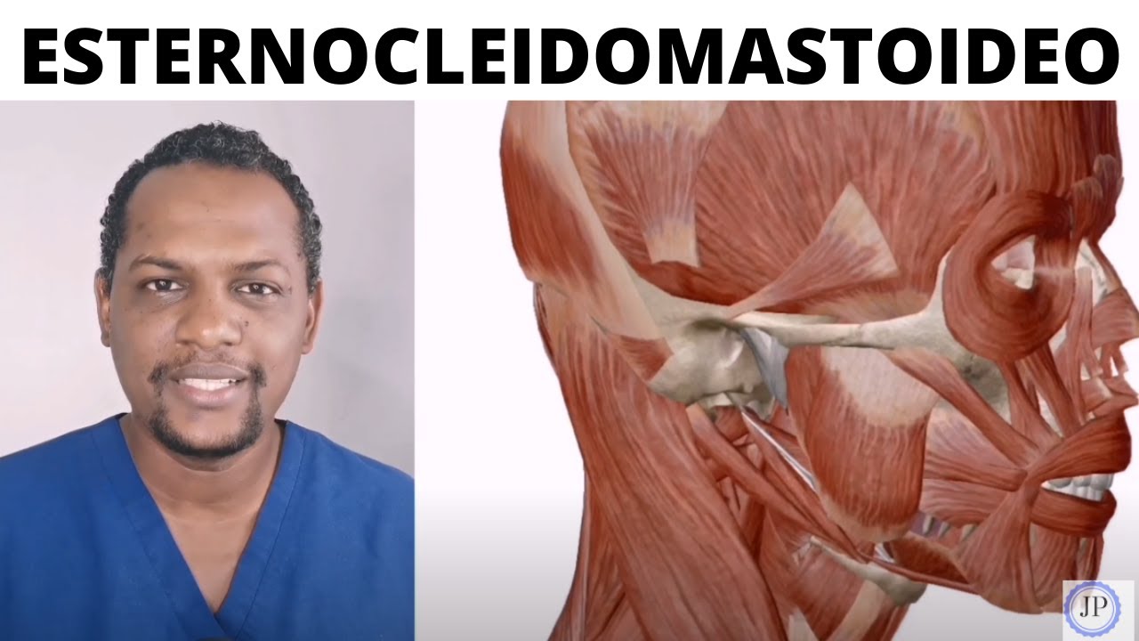 Músculo Esternocleidomastoideo 2020