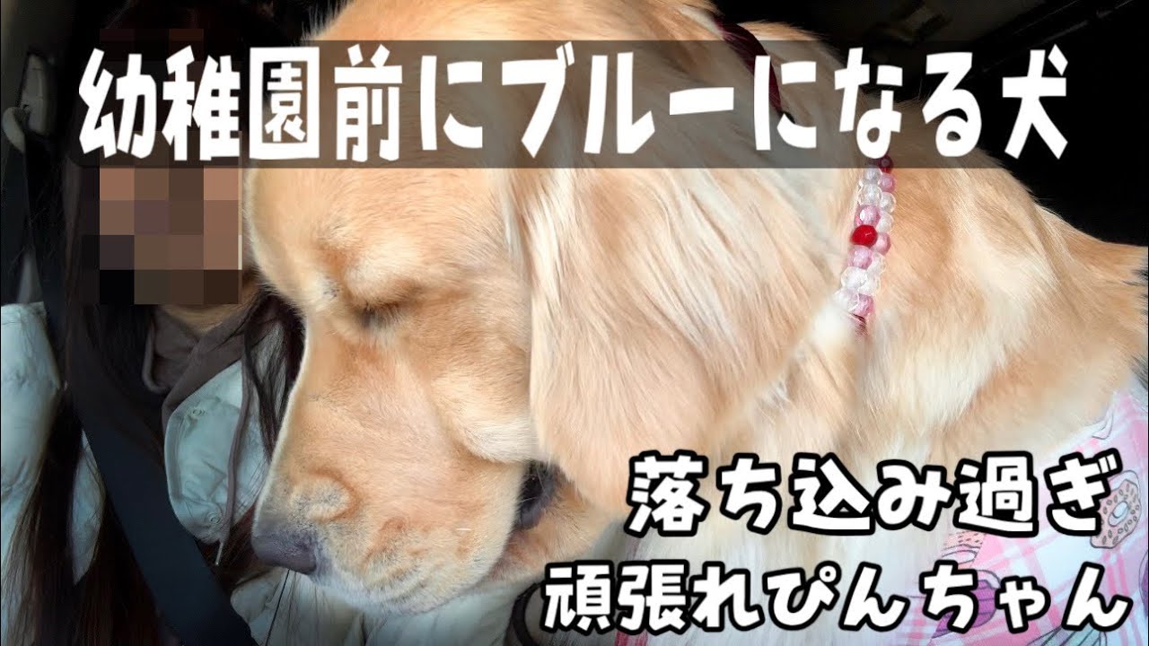 【犬の幼稚園】幼稚園キャンセル界隈 ぴんなし手賀沼散歩はびっくりするほど暗かった