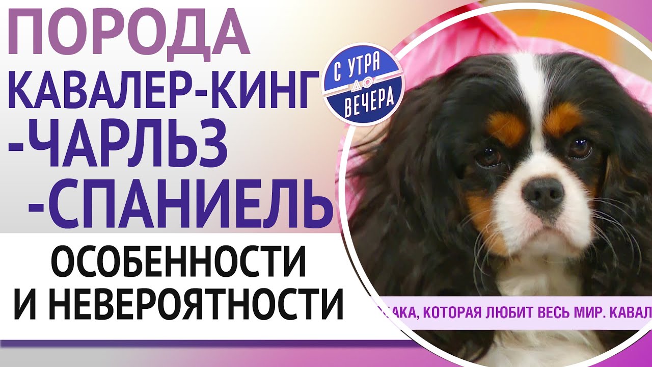 Порода кавалер-кинг-чарльз-спаниель. Особенности и невероятности