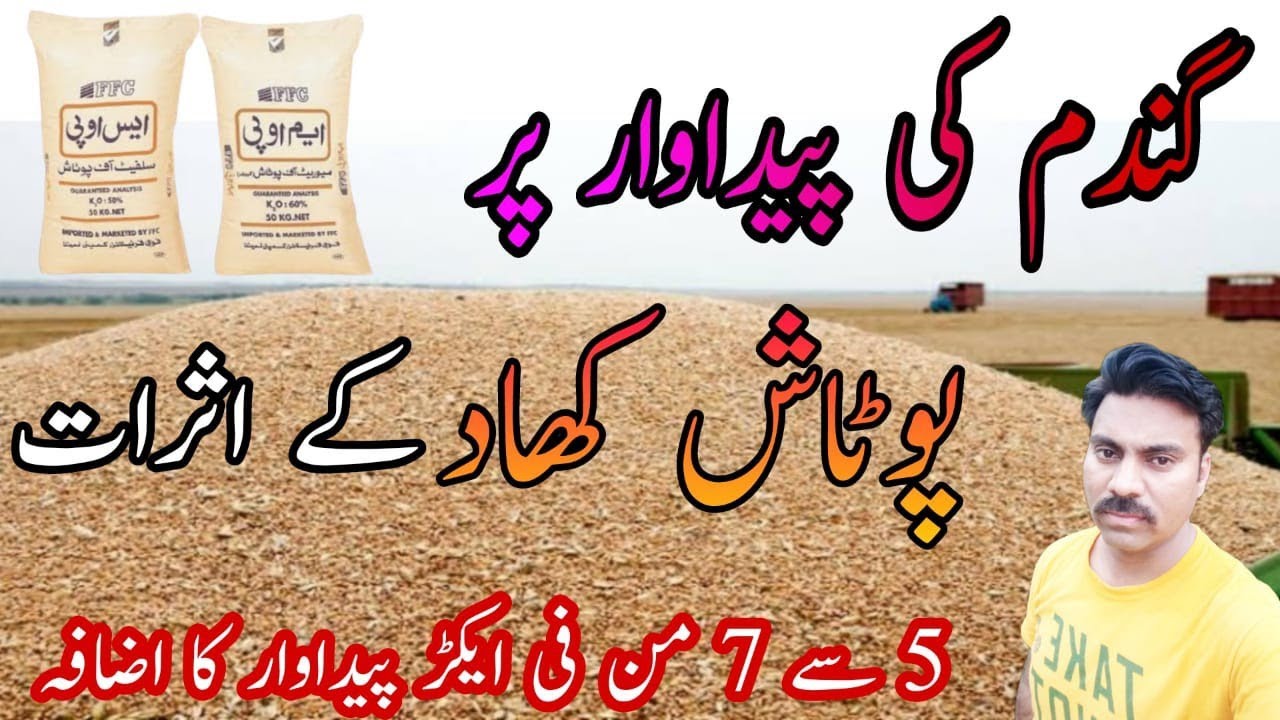 Impact of Potassium on grains yield of Wheat crop |SOP fertilizer benefits in Wheat |MOP potash use