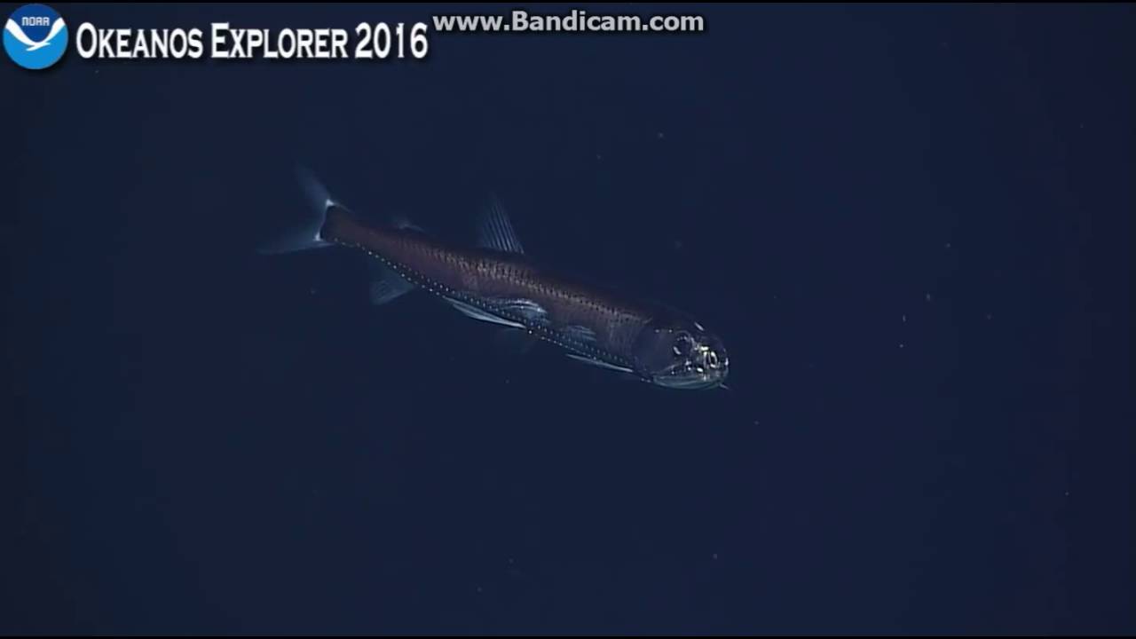 Snaggle tooth fish