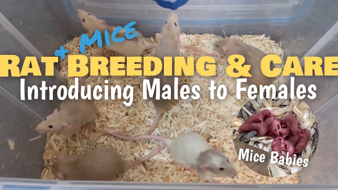 MICE BABIES!! Rat + Mice Breeding & Care | Introducing Males to Females