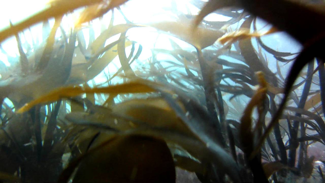 ROKER PIER action cam fishing