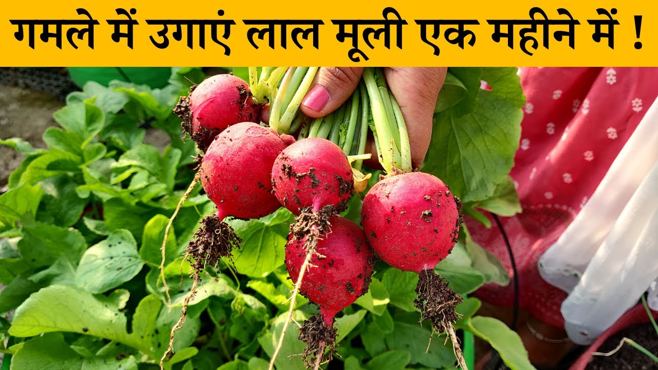 गमले में लाल मूली कैसे उगाएं? बीज लगाने से लेकर उखाड़ने तक का अपडेट | How To Grow Red Round Radish