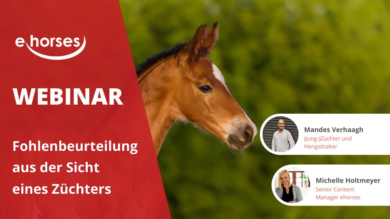 ehorses-Webinar: Fohlenbeurteilung aus der Sicht eines Züchters mit Mandes Verhaagh