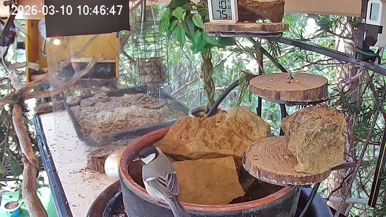 Vormittags am Vogel-Spa (10.03.2026)