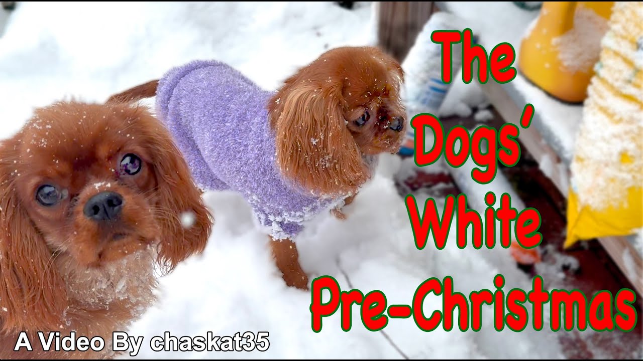 Белоснежное предрождественское настроение собак!