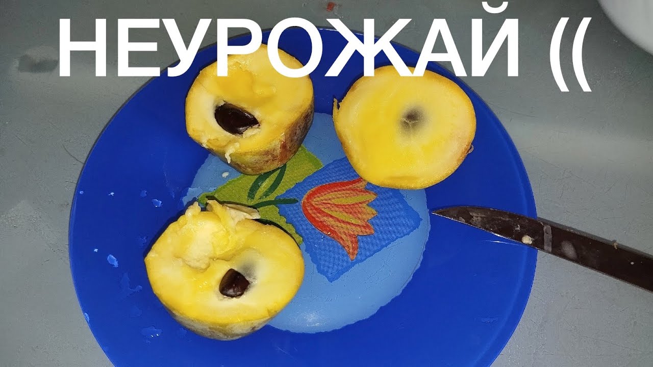 Азимина, какой же он - НЕУРОЖАЙ?