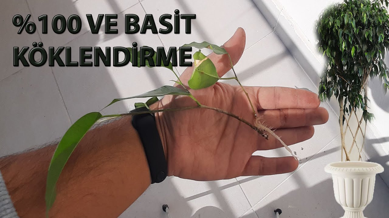 BENJAMİN BİTKİSİNİ ÇOĞALTMANIN EN KOLAY YOLU