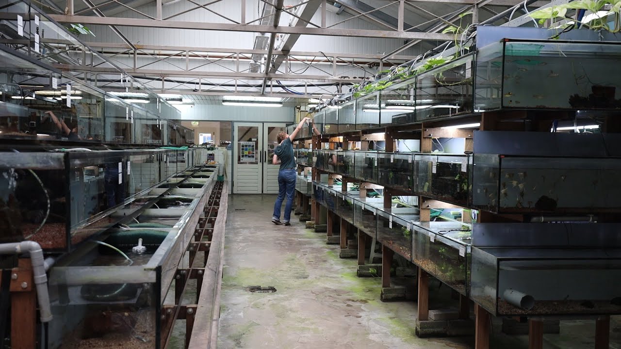 Aquarium Fish Store! Netherlands!