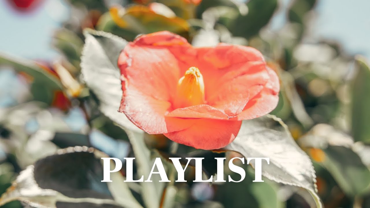 playlist 번아웃 올 때 듣는 힐링 어쿠스틱🌺 지친 마음에 생기를 불어넣는 따뜻한 팝송ㅣMorning & Hopeful Pop