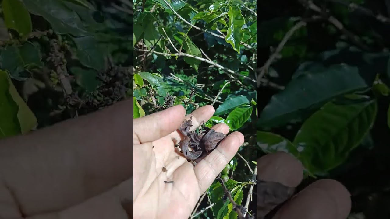 Dica de como controlar Bactéria Pseudomonas em lavoura de café #cafe #agriculture