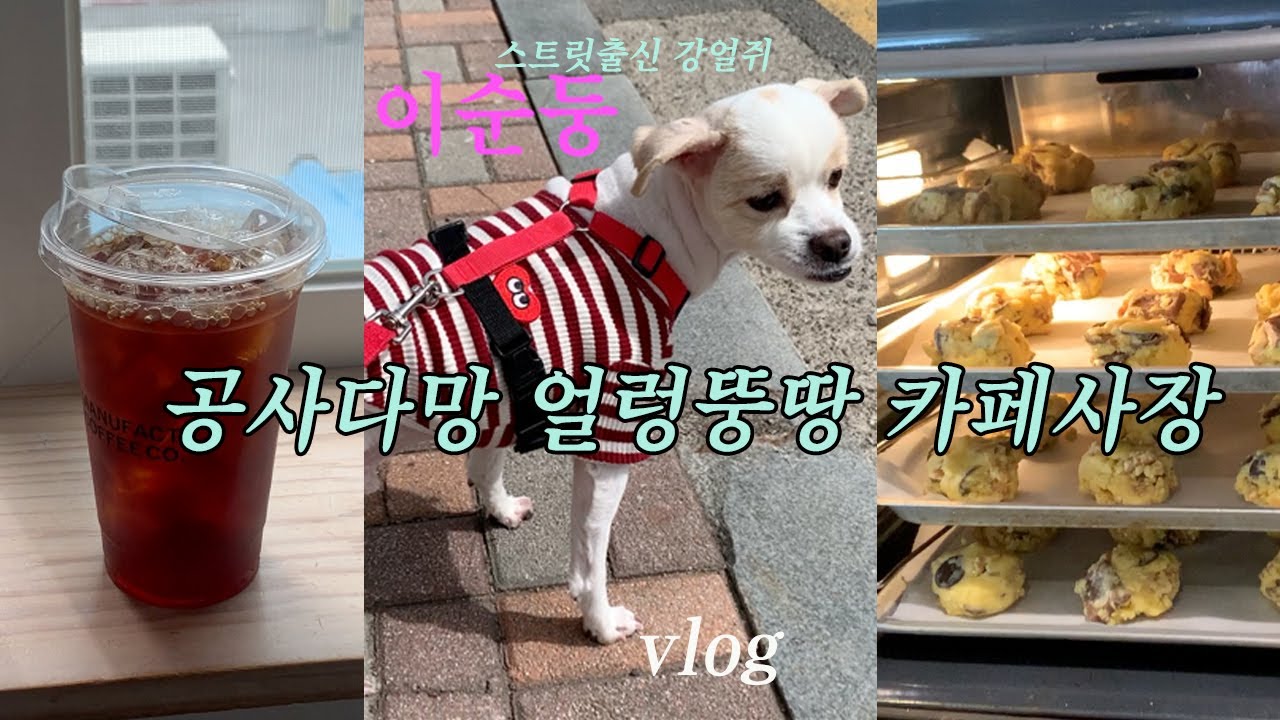 연희동 그냥걸었어 브런치카페,메뉴팩트커피/뺑소니사고 후 기적적으로 살아난 유기견출신 순둥이story🐶/디저트카페 단체주문 르뱅쿠키80개/그밖에 일상들..