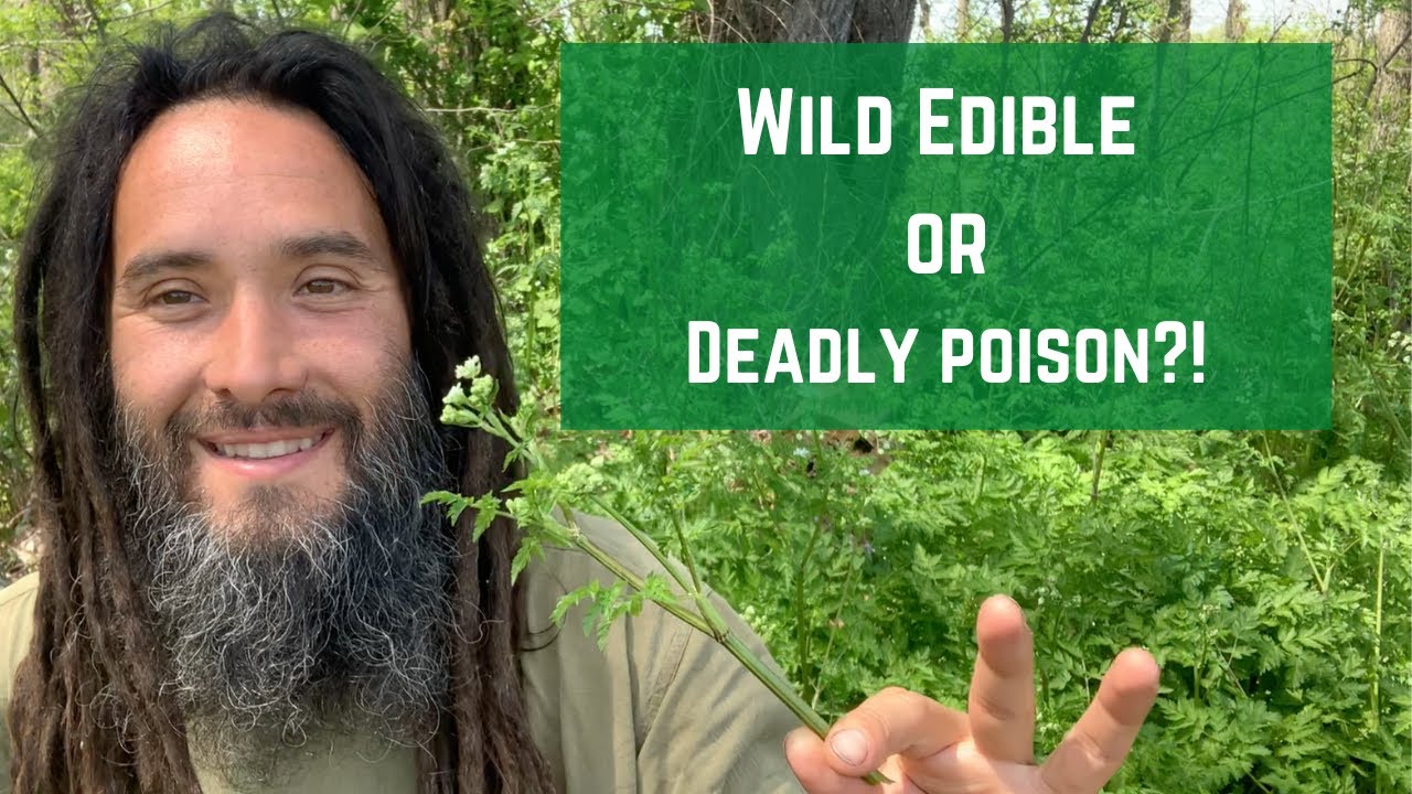 How to distinguish between wild chervil and poison hemlock