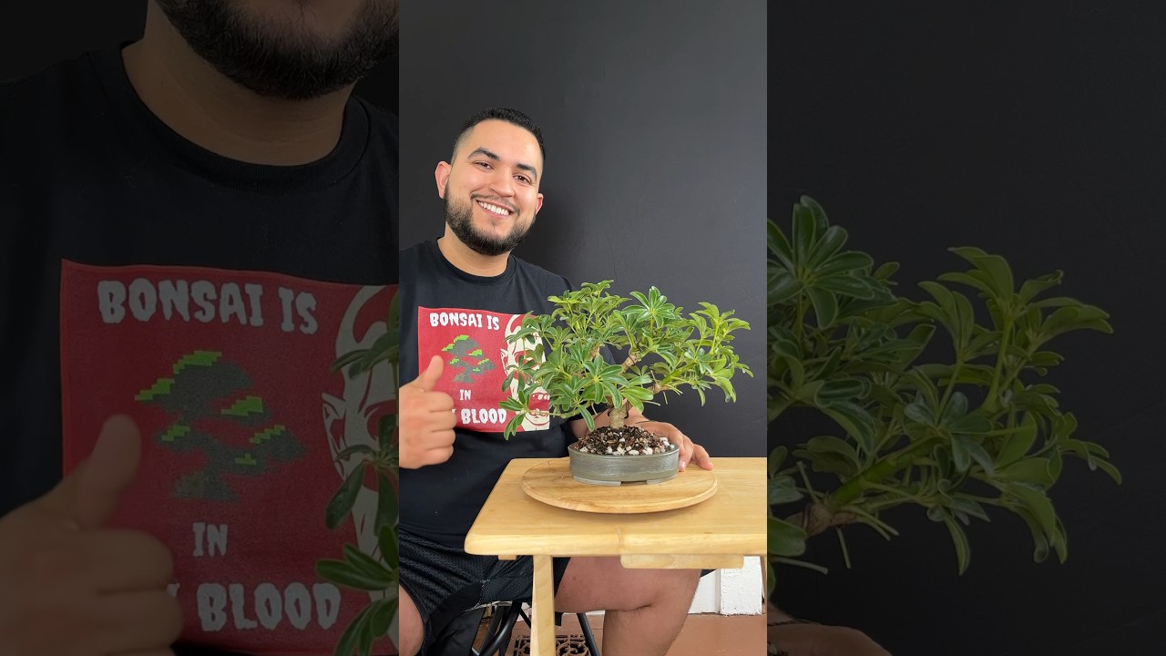Styling a dwarf umbrella (Schifflera Arricola) #bonsai
