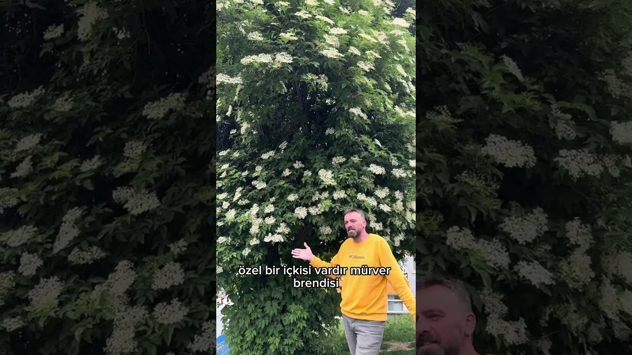 KARA M&Uuml;RVER 🔮 SAMBUCUS NİGRA