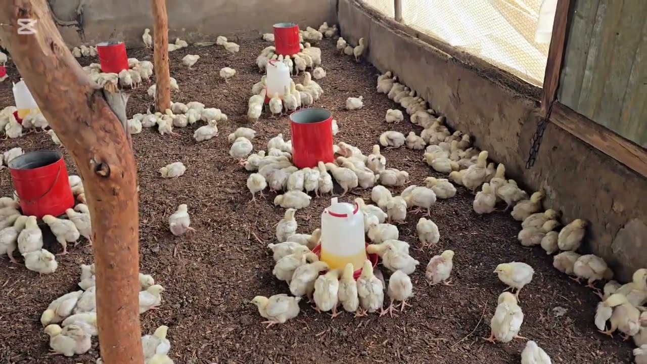 How to perfectly Brood Broiler chicks