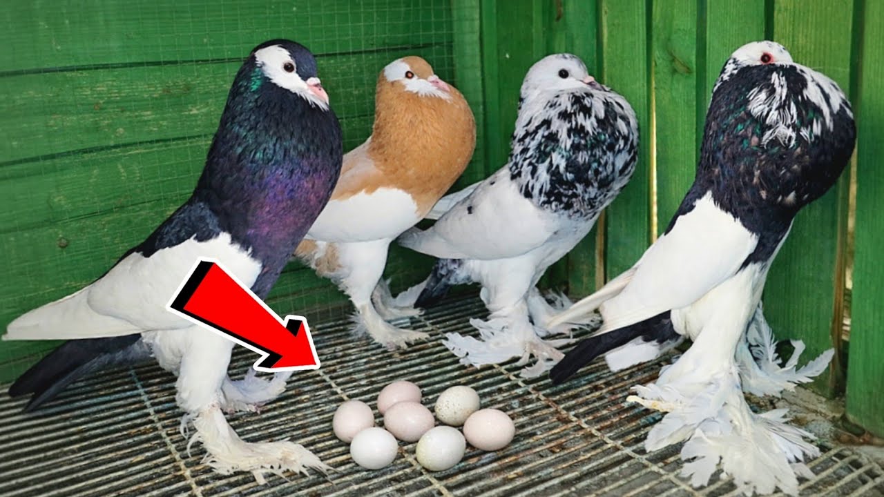 لقيت بيض كتير تحت الحمام😯 متابعة الحمام اليومية 👌