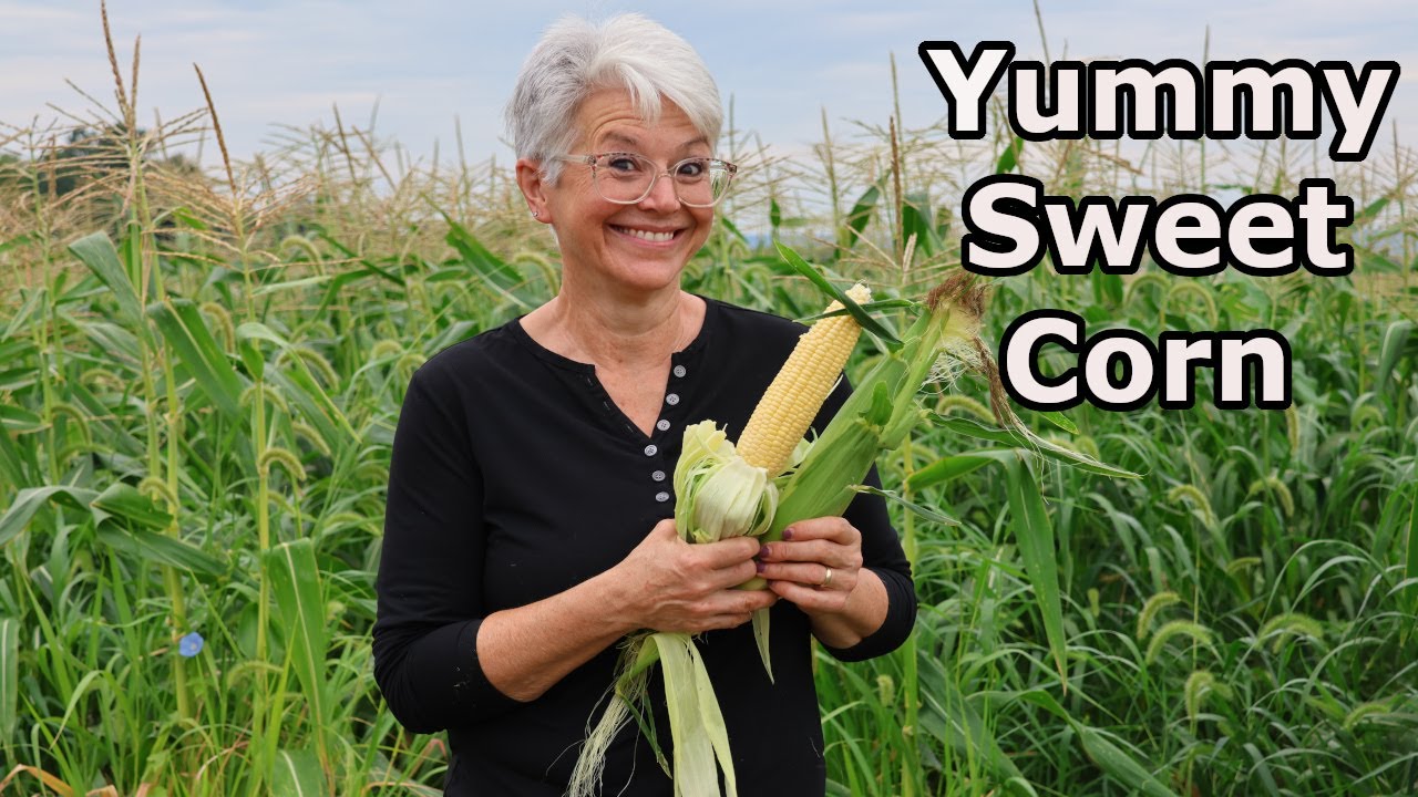 Sweet Corn Day on the Farm...Picking and Freezing in Brine