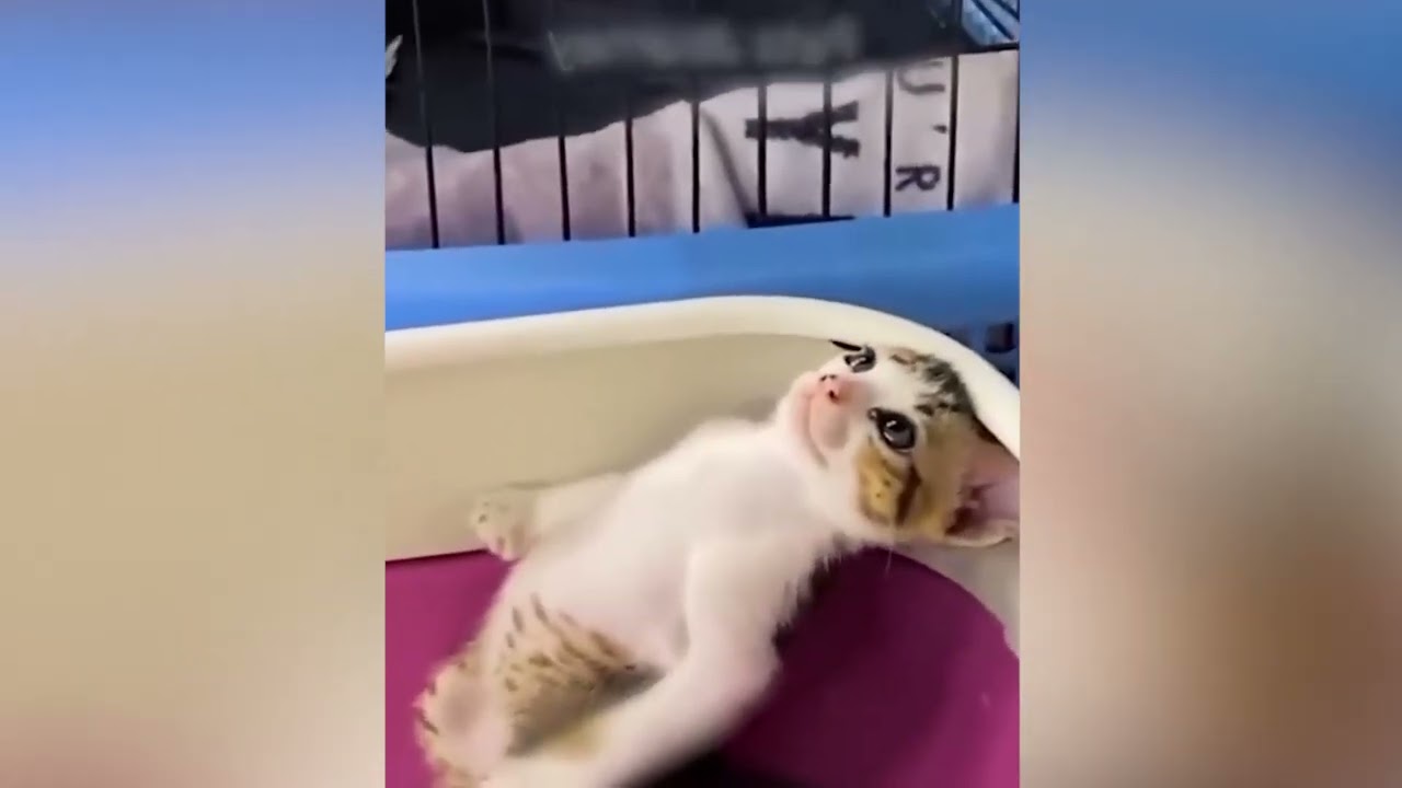 即座に気分を盛り上げ笑顔にしてくれるおもしろい動物たち