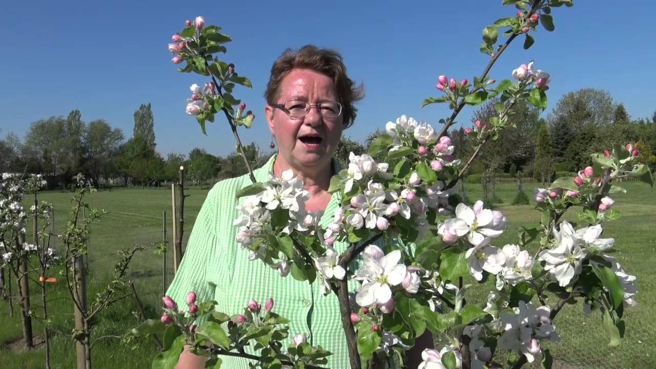Apfelbl&uuml;te im Obstgarten Rosenweide - Sortenvielfalt pr&auml;sentiert von Bianka