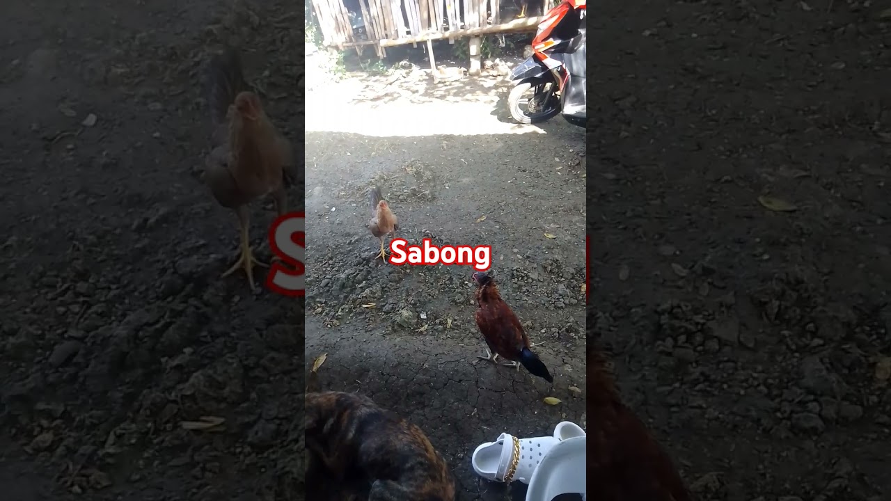 Chicken Fighting! #sabong #fyp #new #chicken #fighting