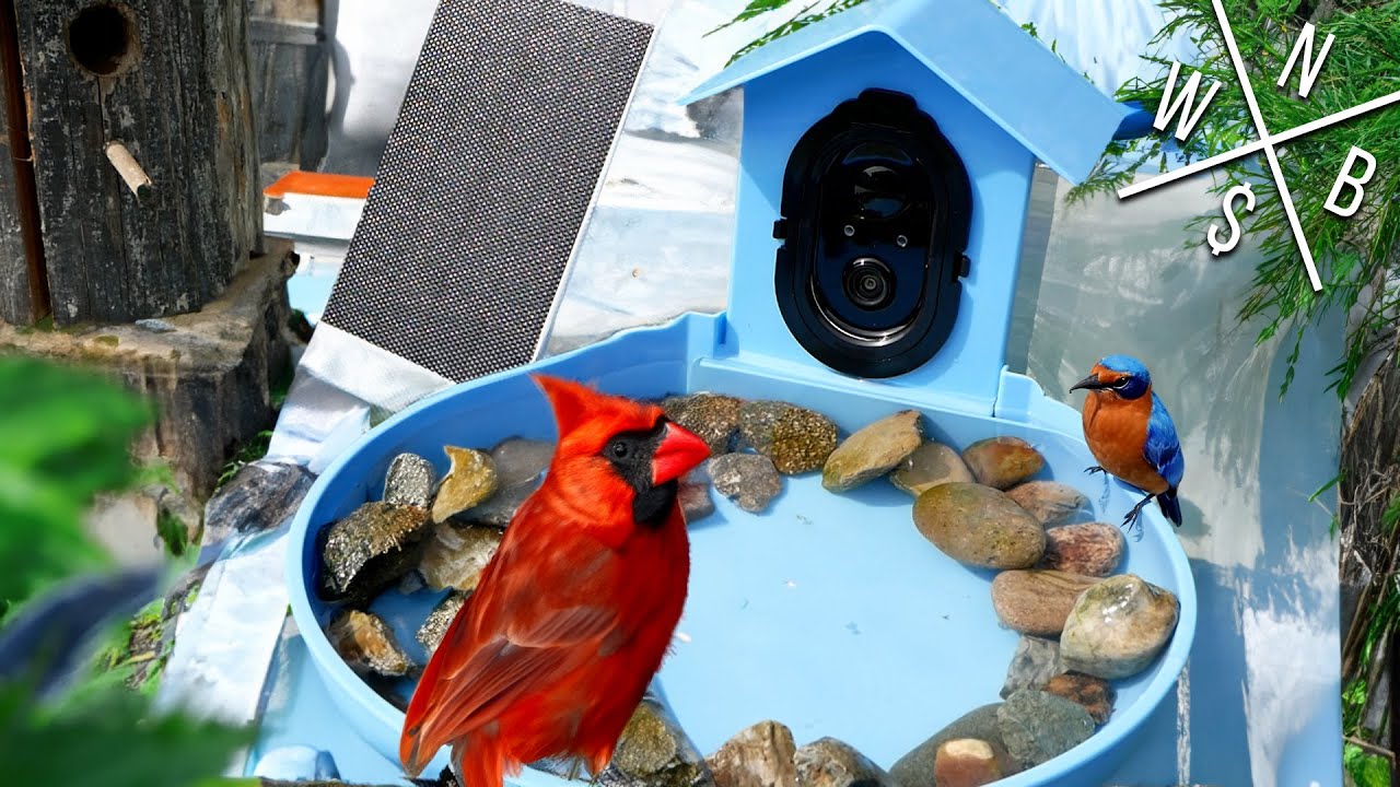 TTNature Smart Bird Bath w/ Camera - Unboxing & Review