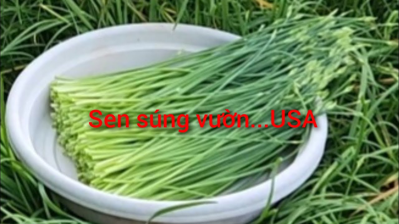 CÂY HẸ BÔNG  . Cách trồng cây hẹ bông  . Chia sẻ.....