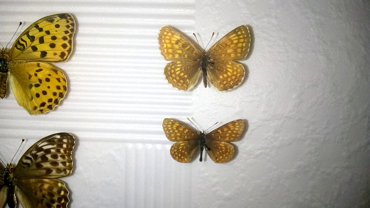 Бабочки средней полосы России, Украины, Беларуси.🦋🦋🦋