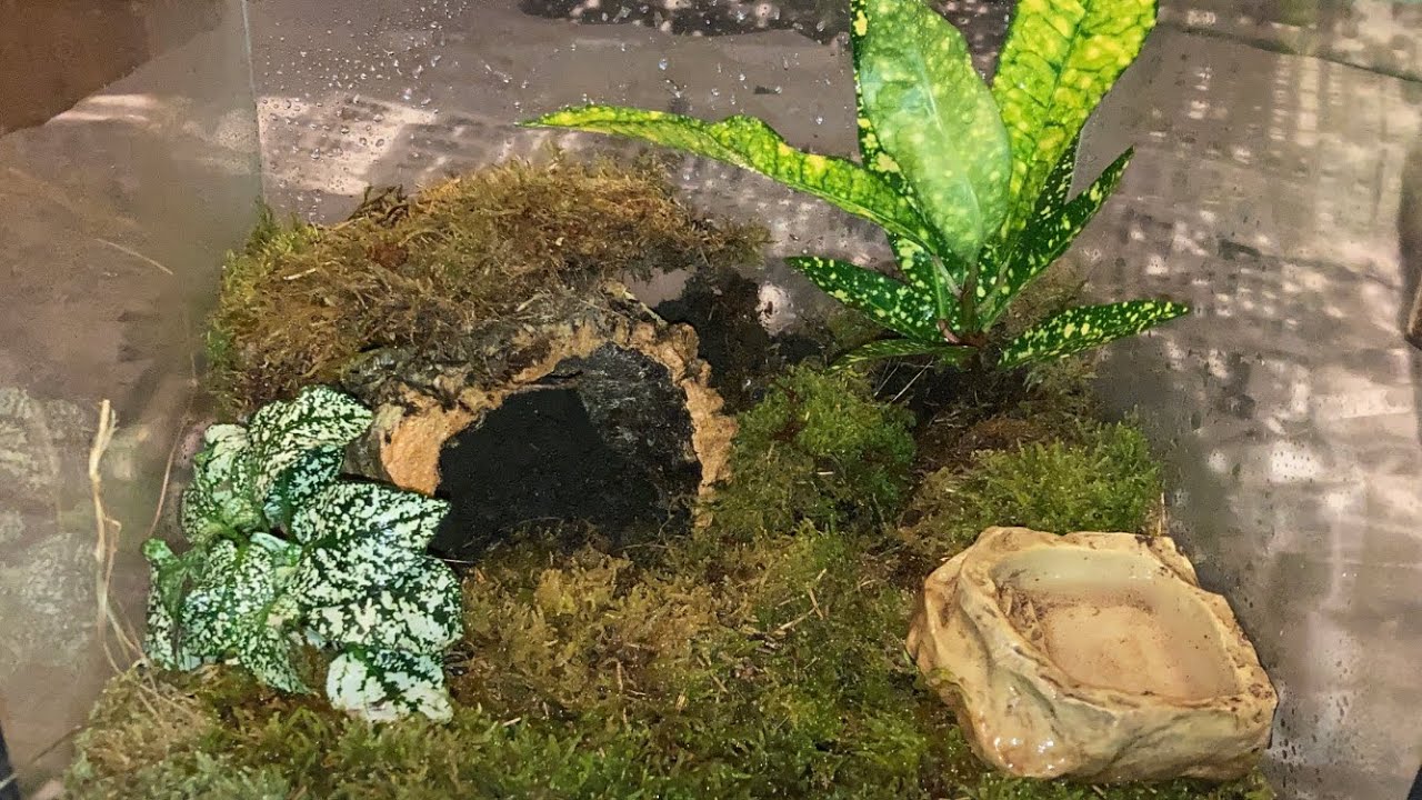 New Bio-Active Enclosure For A Acanthoscurria Geniculata Tarantula