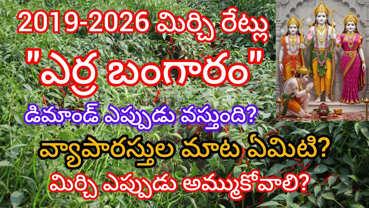 మిర్చి ధరల పరిస్థితి ఏమిటి. భవిష్యత్తులో రేట్లు పెరగడానికి అవకాశం ఉంటుందా.