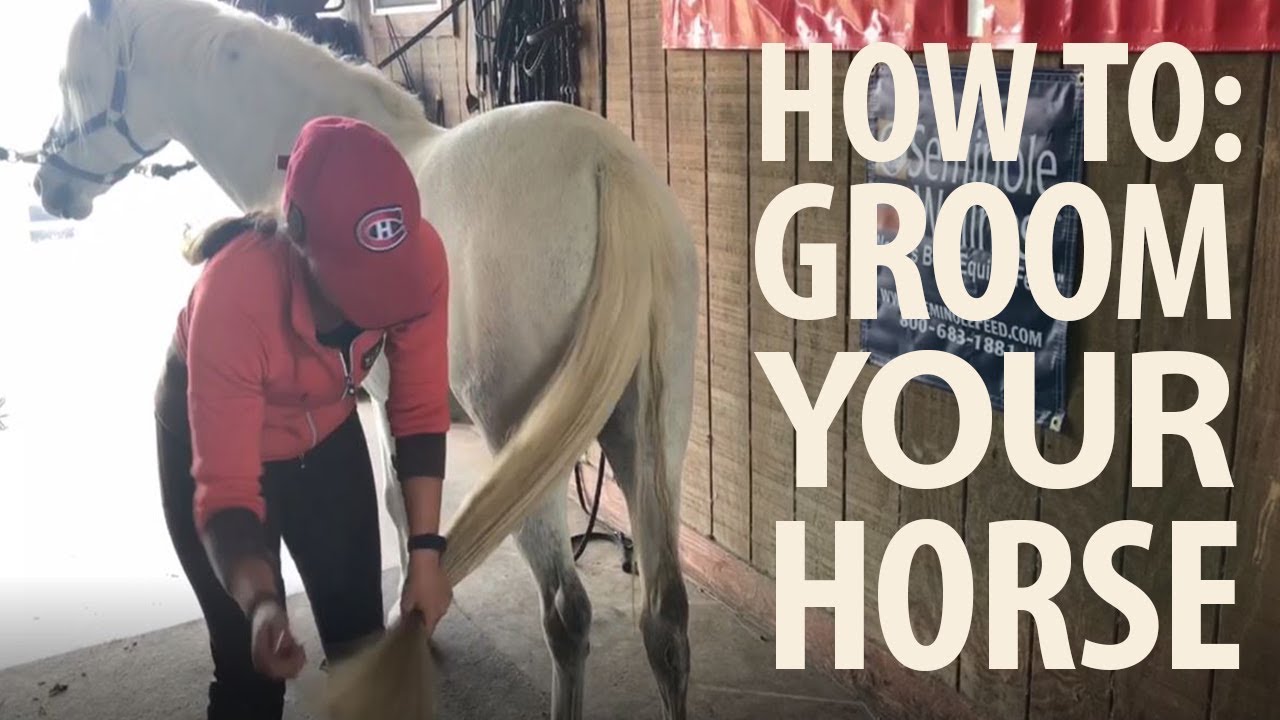 How to Groom a Horse | Step-by-Step Guide | Jeffers Equine