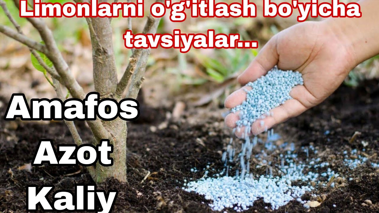 Limonlarni o'g'itlash bo'yicha tavsiyalar.... Amafos Azot Kaliy