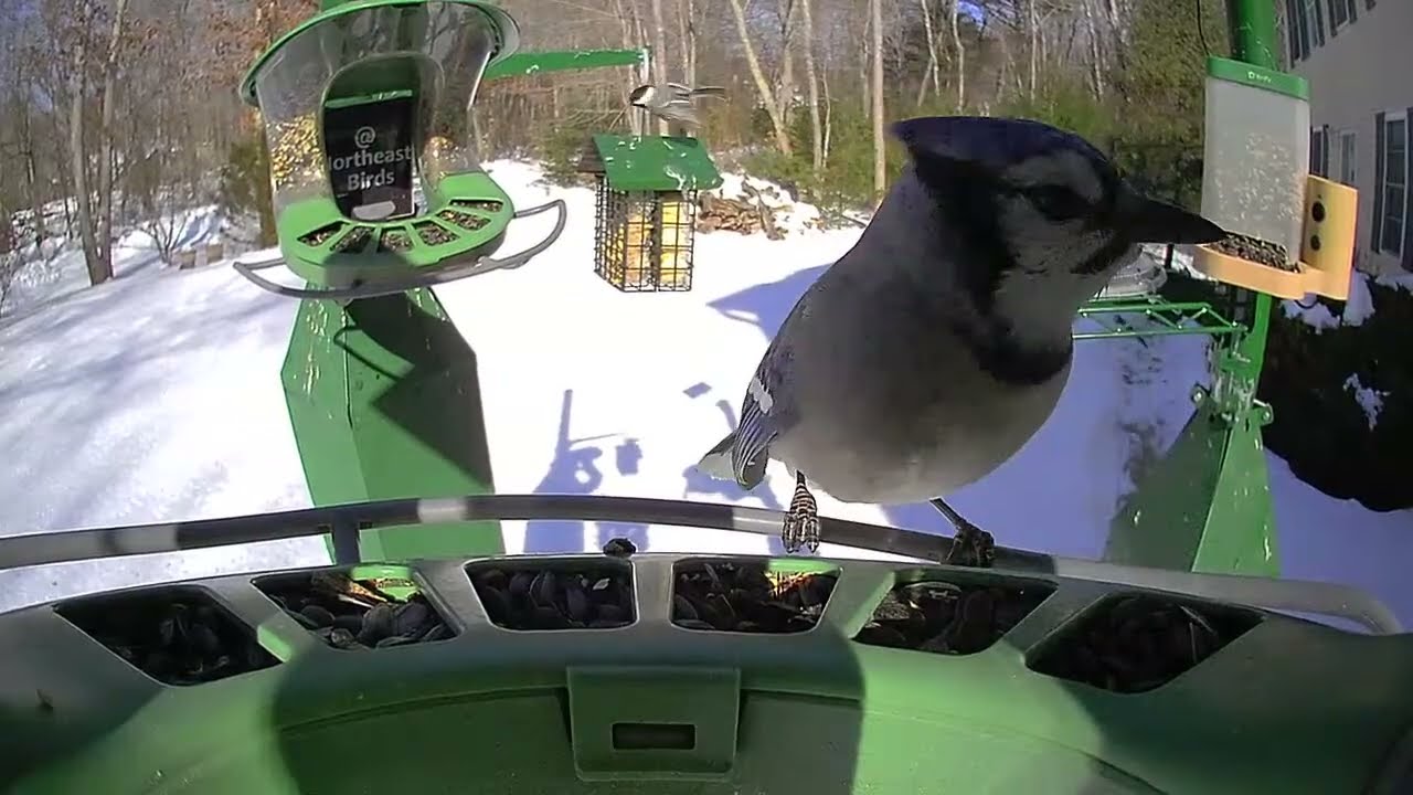 Super Triple Feeder in Frozen New England! New improvements! Red Bellied Woodpecker, Cardinals!