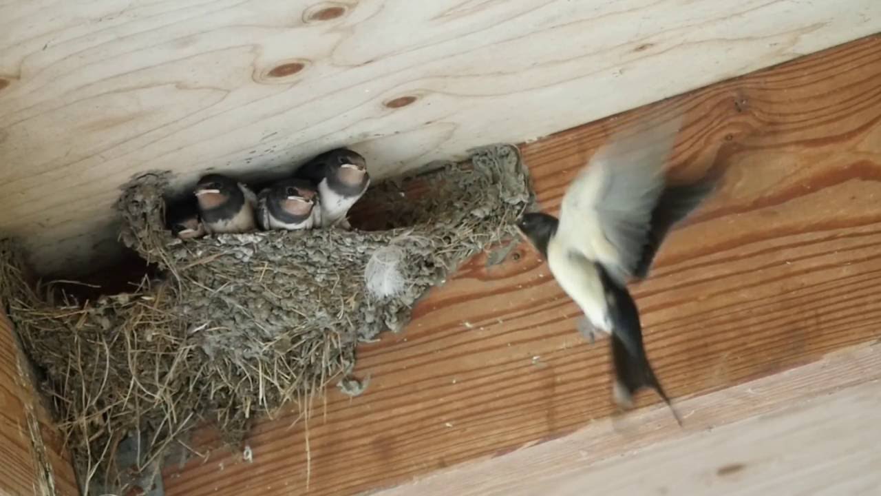Hirundo rustica, Boerenzwaluw