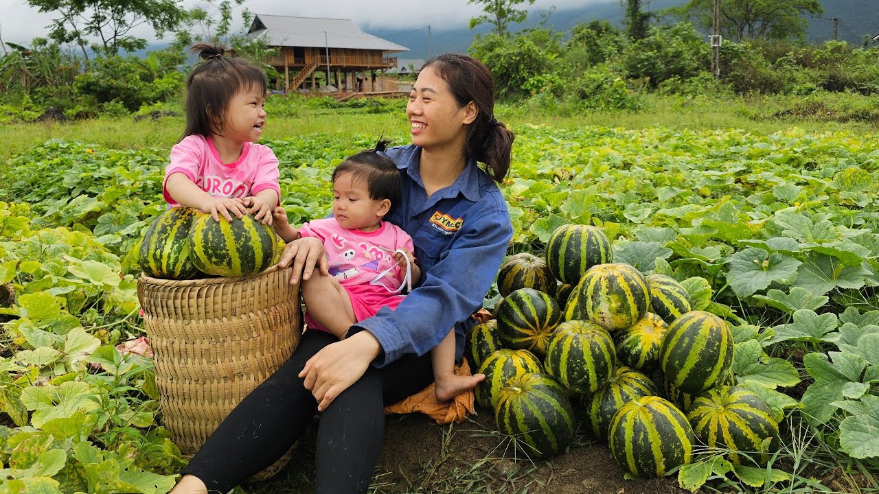 Single mother - harvests melons to sell at the market - improves meals for her children| Lý Thị Thụy