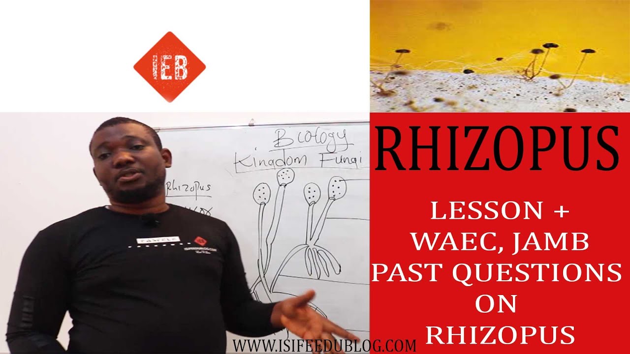 RHIZOPUS